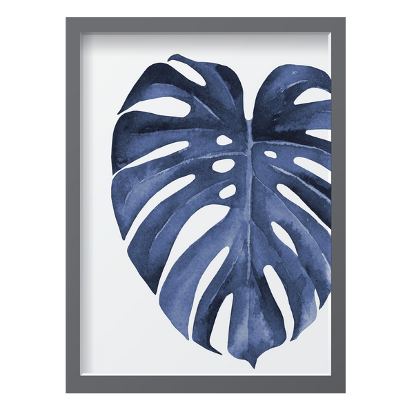 Blue Monstera